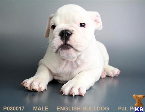Tfancypuppy Picture 2